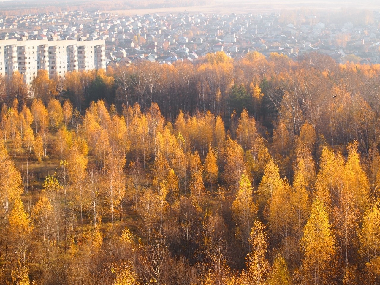 Восток лес. Ноксинский лес Восток.