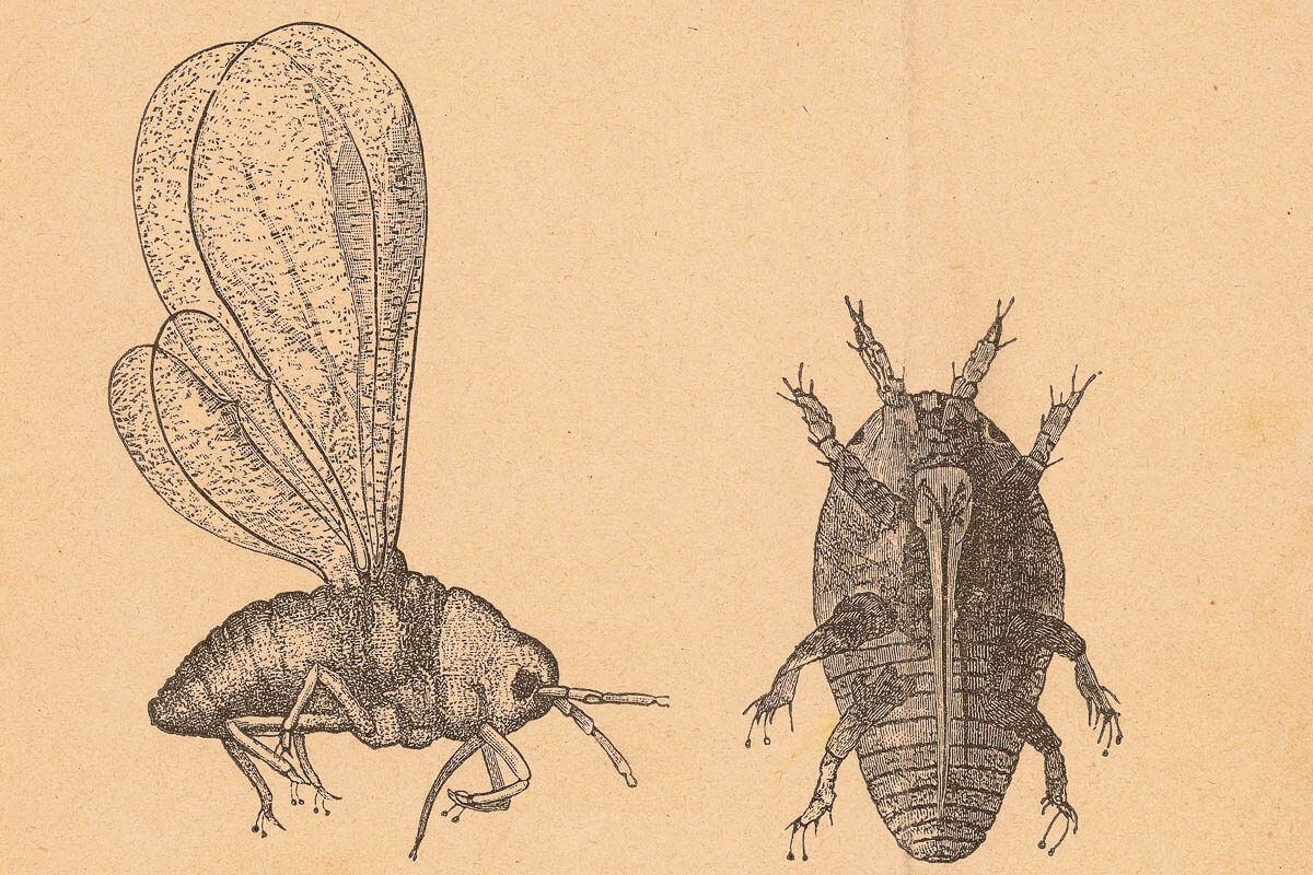 6 Удивительных фактов о вине