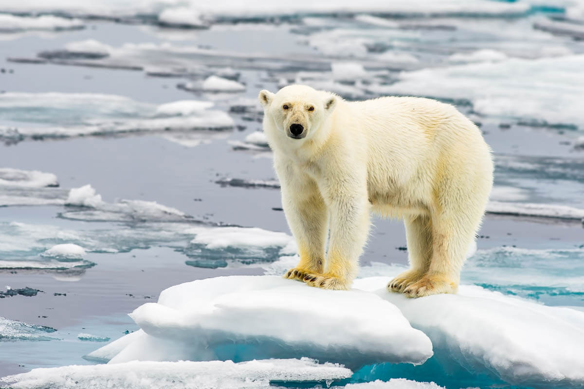 6 интересных фактов о белых медведях