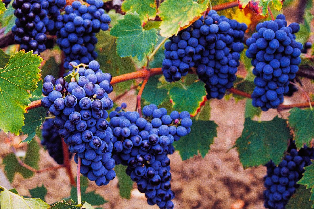 6 Удивительных фактов о вине