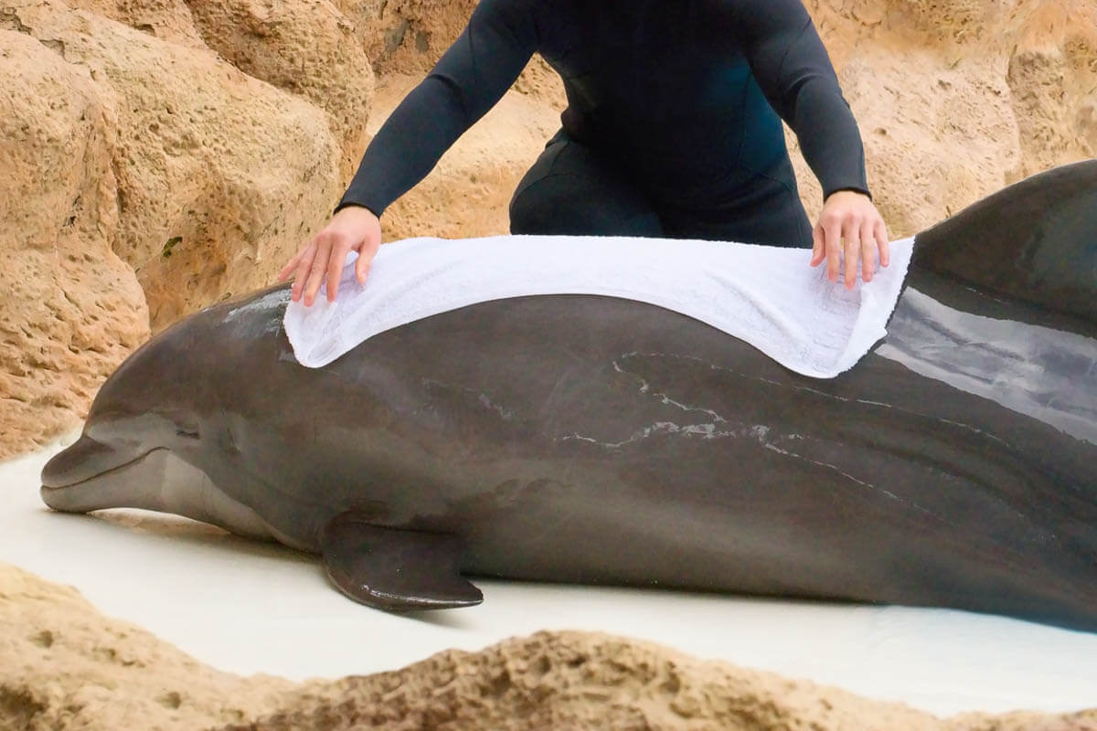 6 фантастических фактов о дельфинах