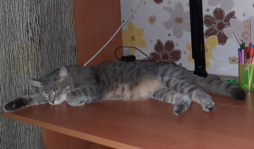 Раздел живого имущества