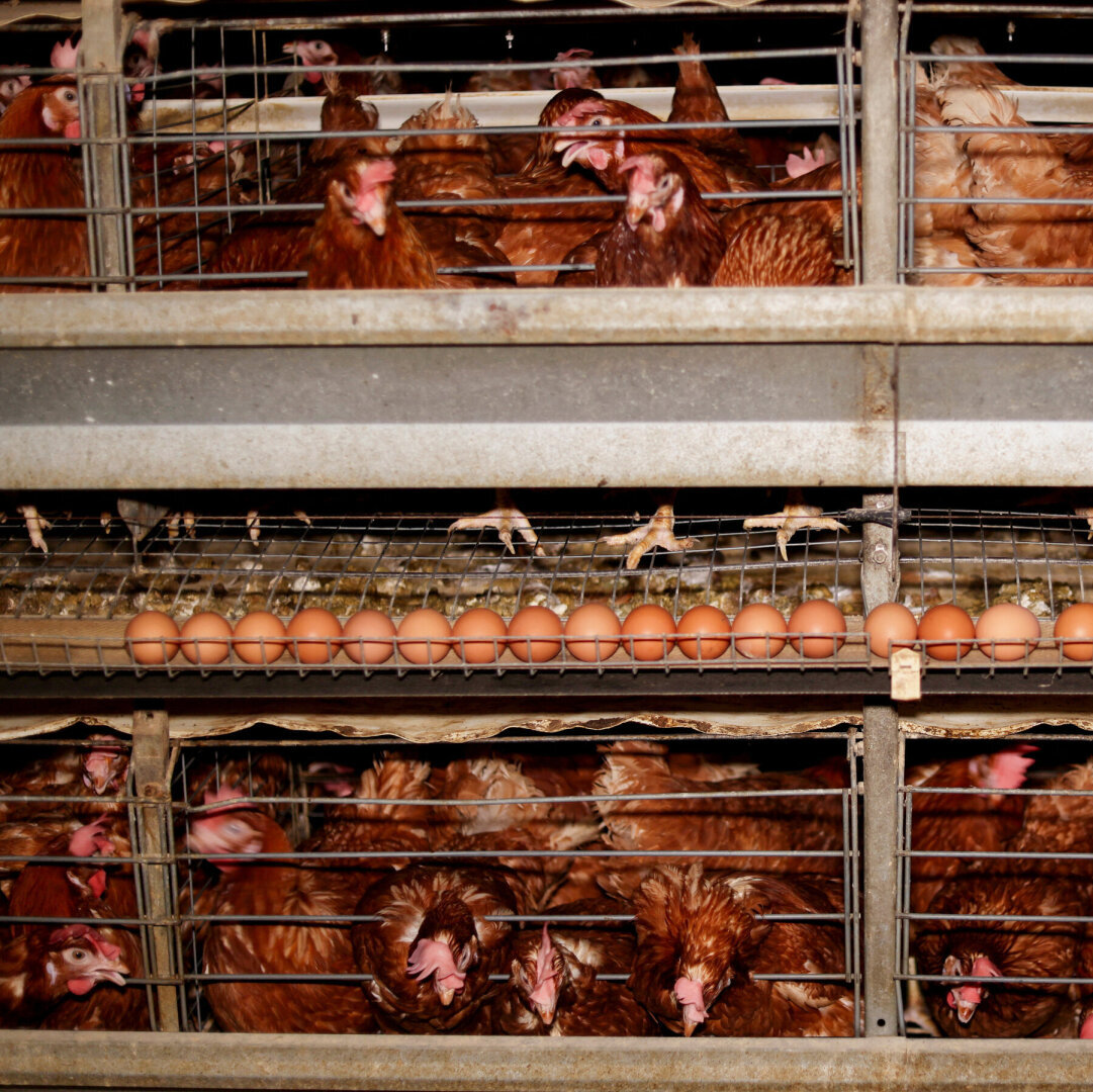 Инфляция в Египте настолько высока, что яйца стали роскошью