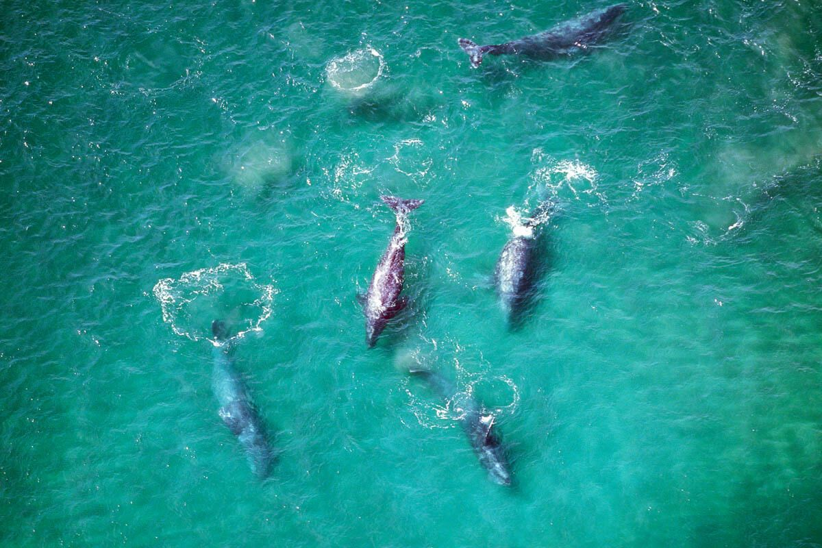 7 Фактов об удивительных миграциях животных