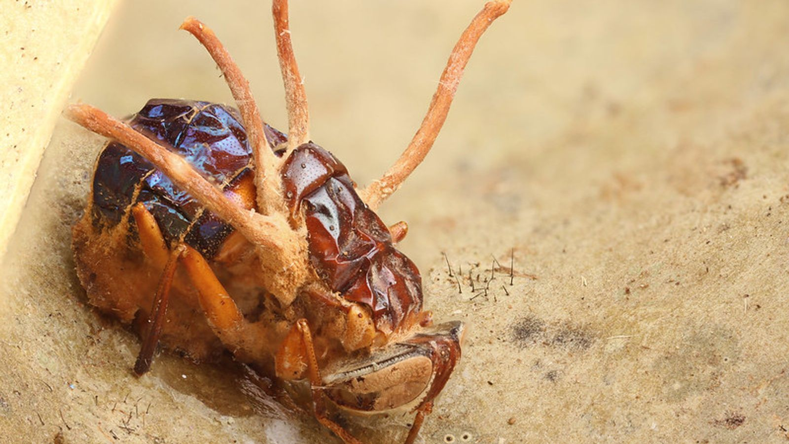 The Last of Us (Последний из нас) - Наука, стоящая за настоящей "зомби-плесенью", и представляет ли она реальную угрозу.