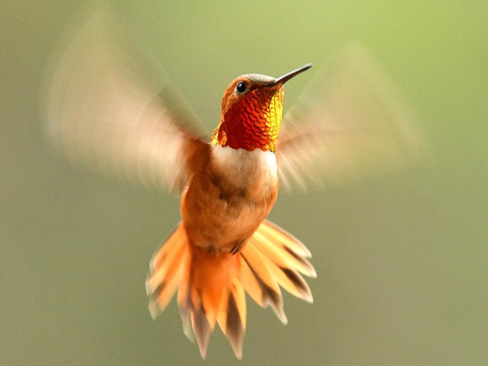 Полет Колибри может дать представление о биомимикрии в летательных аппаратах