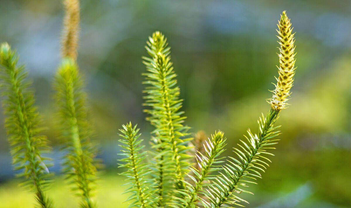 Болезнь Альцгеймера: доказано, что китайская трава улучшает память и мозговой кровоток