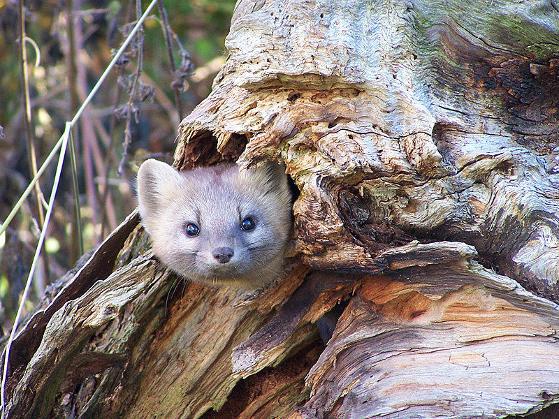 Уникальная природа Бурятии