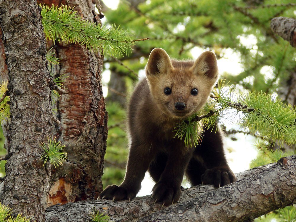 "Российское могущество прирастать будет Сибирью и Северным океаном". Ломоносов М.В. А мы что делаем с могуществом своим...не переведём ли в хилость?