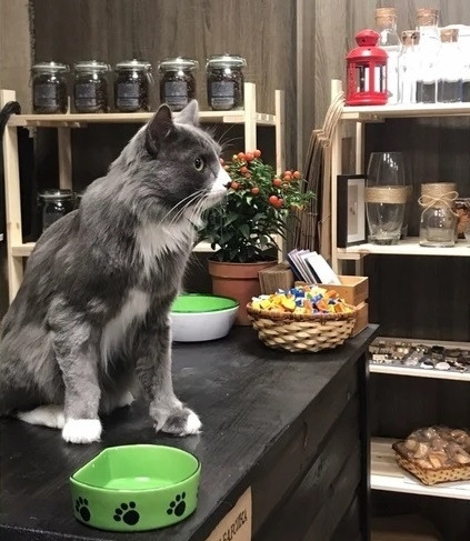 😻 Барсик-бизнесмен из Перми тратит зарплату на телятину и такси бизнес-класса.