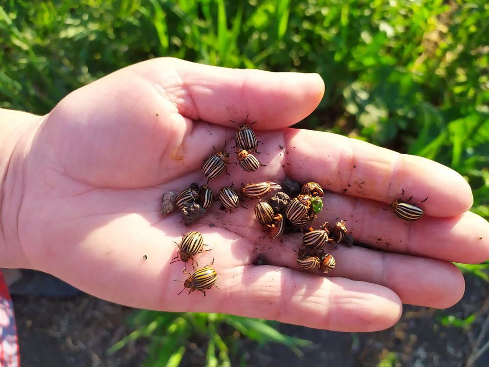 Картофельный жук - удивительный мир насекомых