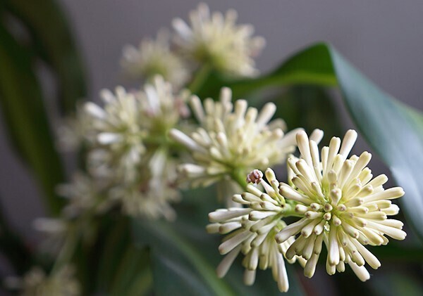 9 Удивительных растений, которые похожи на Мирную Лилию