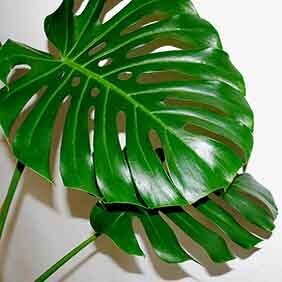 9 Удивительных растений, которые похожи на Мирную Лилию