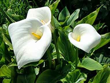 9 Удивительных растений, которые похожи на Мирную Лилию