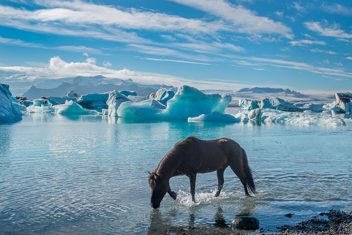 Идеальное сочетание исландских лошадей и уникальных природных ландшафтов