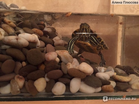 Какие существуют подводные камни при содержании декоративных кроликов и черепах?