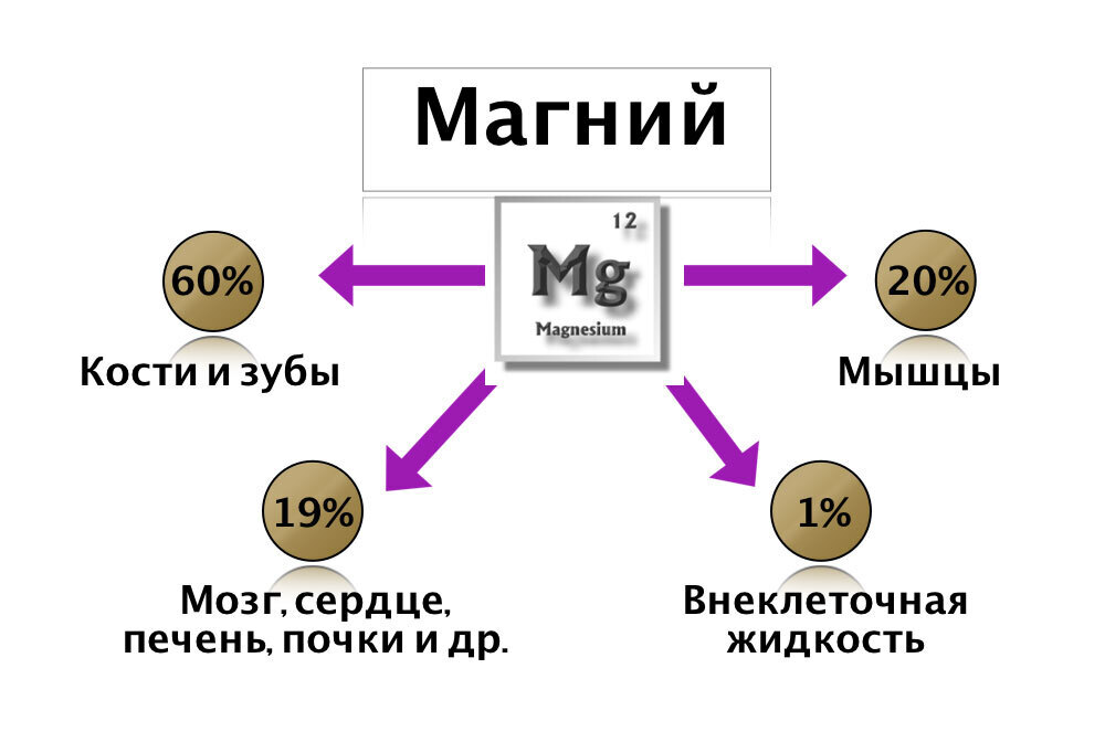 Роль магния в организме человека презентация