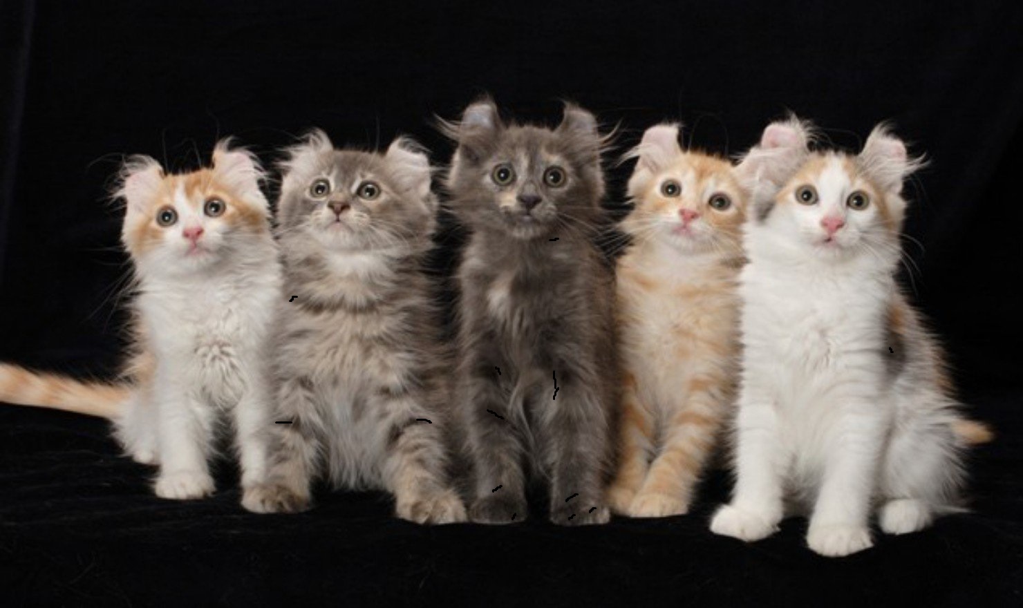 Самые необычные породы кошек: ТОП-3 с фото и названиями