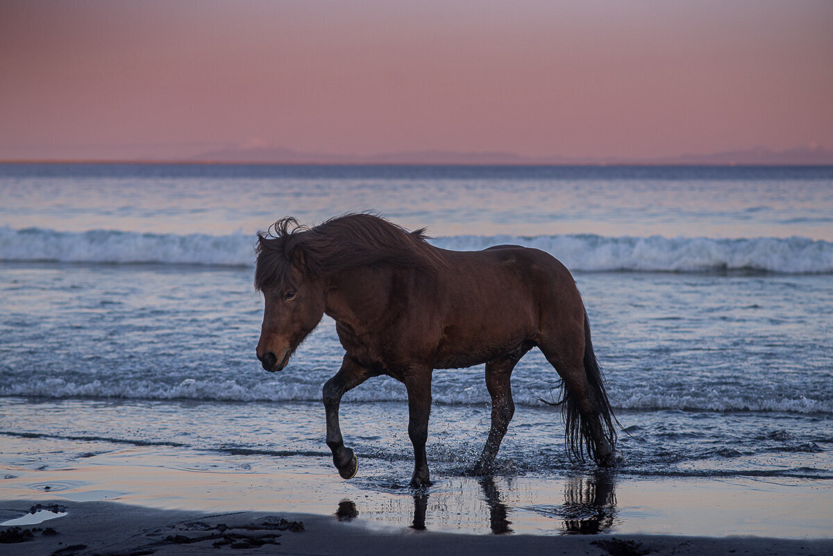 Идеальное сочетание исландских лошадей и уникальных природных ландшафтов