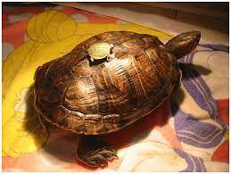 Какие существуют подводные камни при содержании декоративных кроликов и черепах?