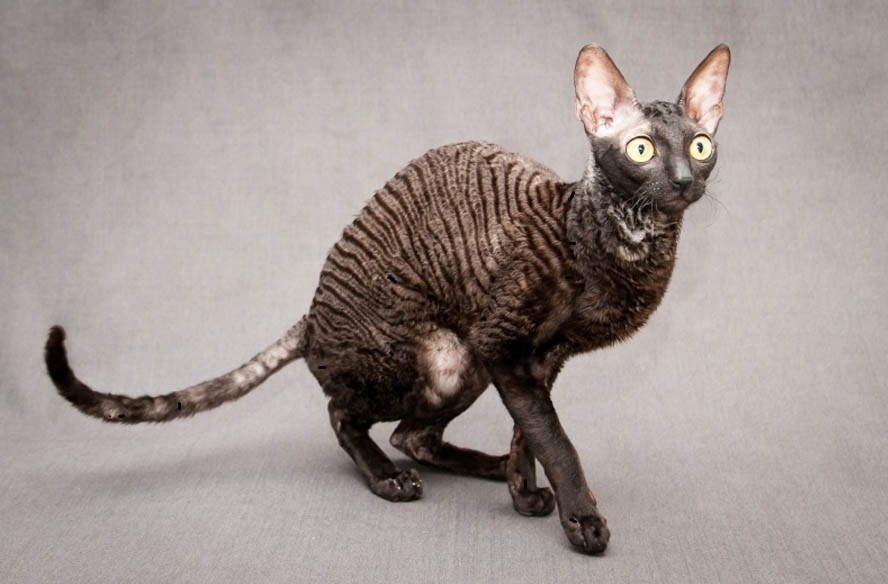 Самые необычные породы кошек: ТОП-3 с фото и названиями