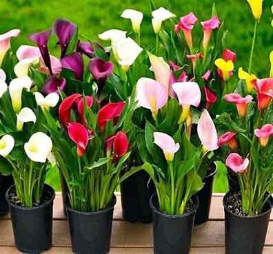 9 Удивительных растений, которые похожи на Мирную Лилию