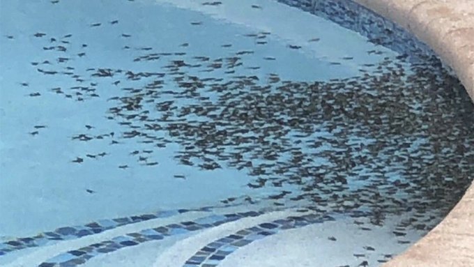 Нашествие ядовитых жаб Bufo.