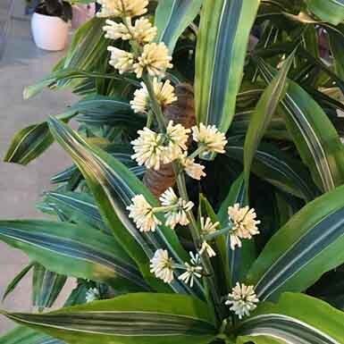 9 Удивительных растений, которые похожи на Мирную Лилию