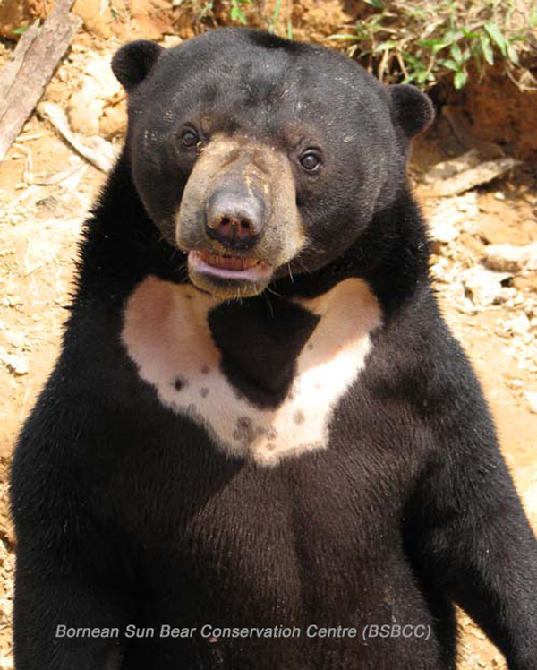 Восемь (8) видов медведей мира