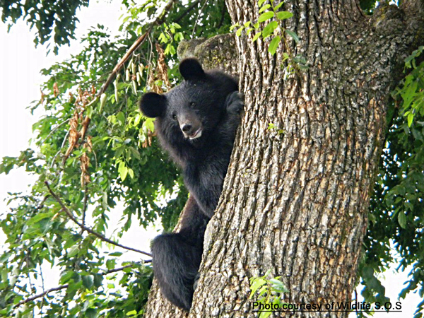 Восемь (8) видов медведей мира
