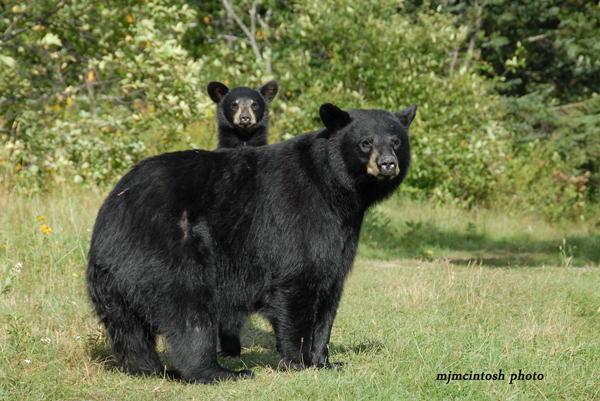 Восемь (8) видов медведей мира