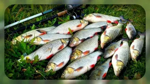 Места ловли плотвы. Часть 1