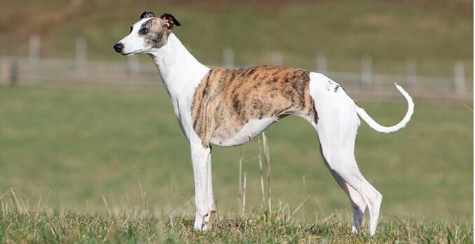 Лучшие породы собак среднего размера в мире