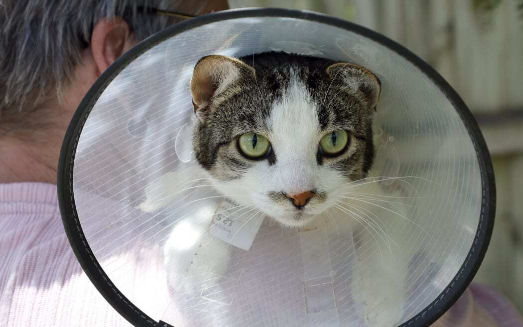 Может ли содержание кошек дома стать нормой Новой Зеландии?