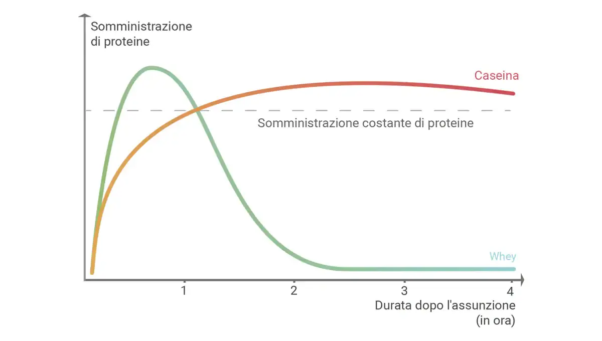 Белковая недостаточность: симптомы, причины и способы устранения