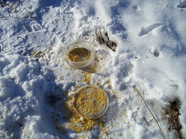 Солнечный день