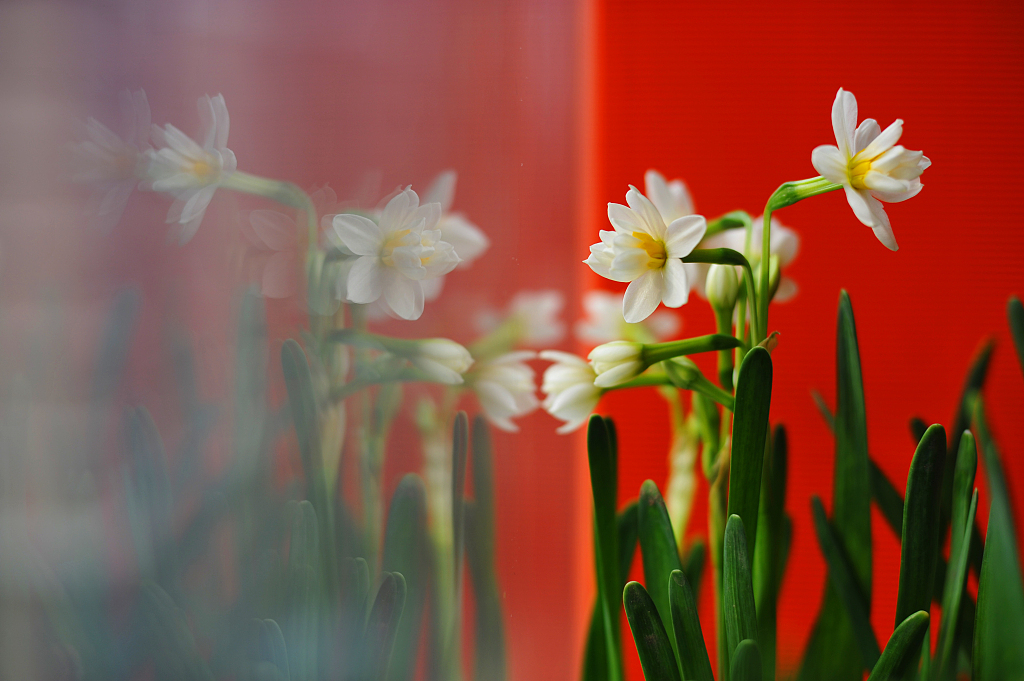 Цветы-символы китайского нового года прекрасные нарциссы