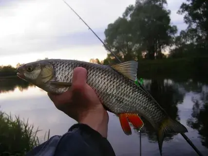 Ловля головля весной.