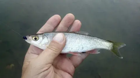 Ловля ельца весной