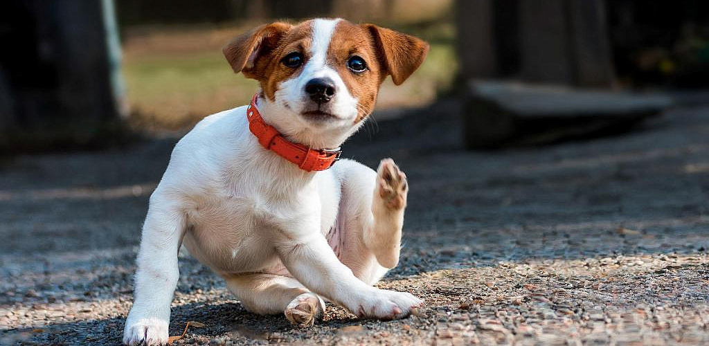 Почему они чешутся