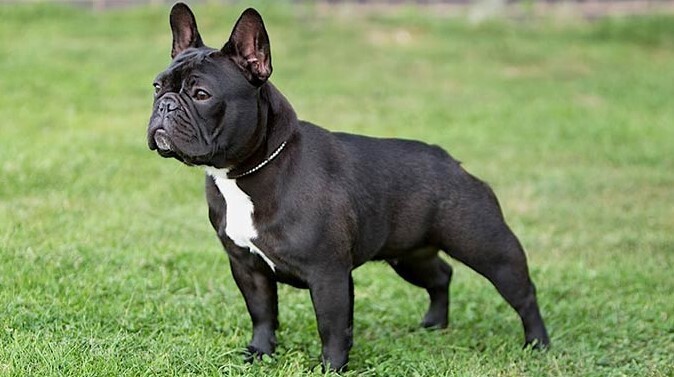 Лучшие породы собак среднего размера в мире