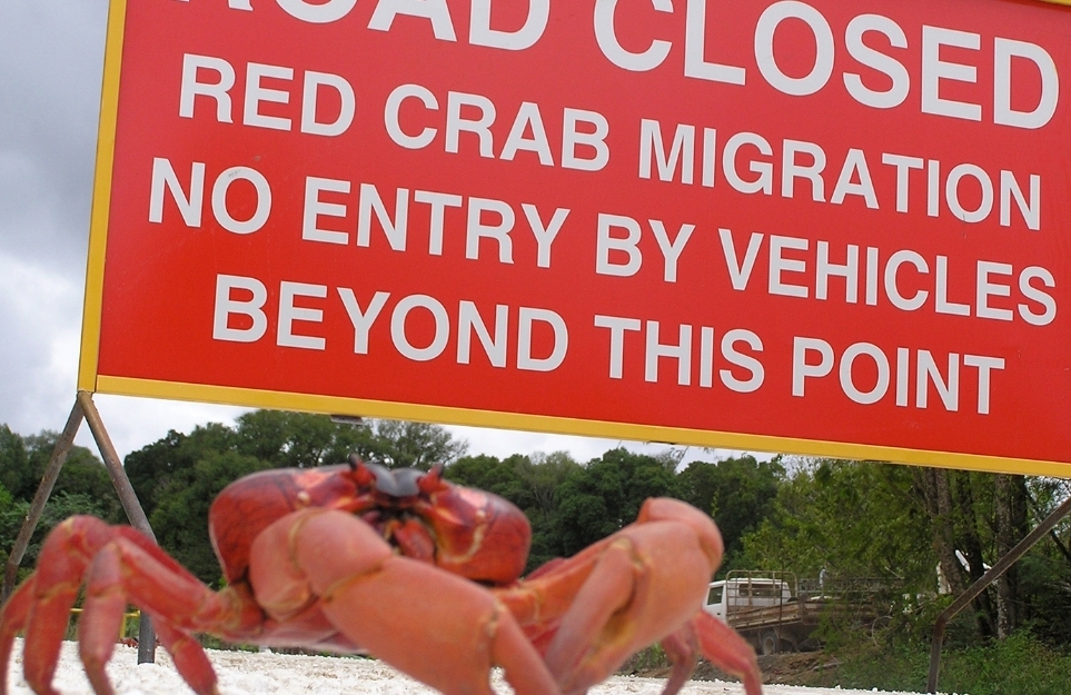 Остров рождества и захватывающая миграция красных крабов!