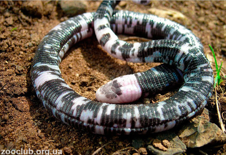 6 мифологических животных и их происхождение от реальных видов