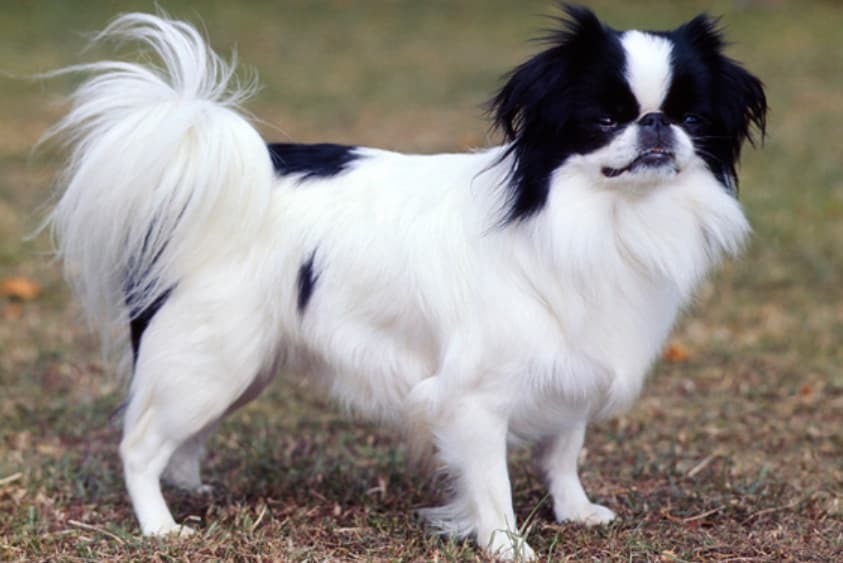 Породы собак, которые не подходят для детей !