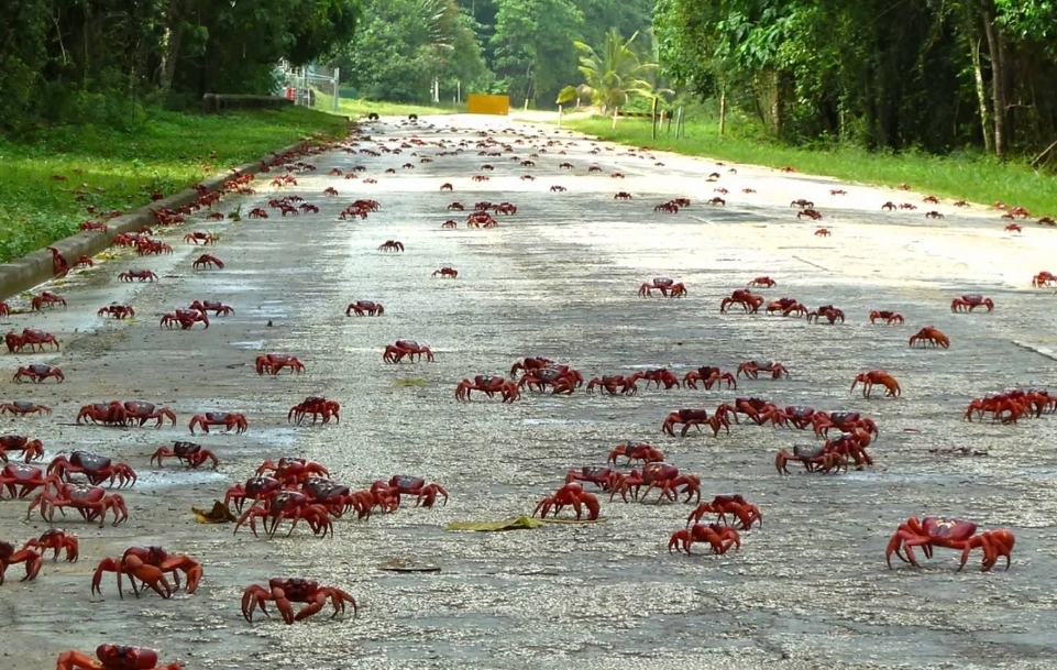 Остров рождества и захватывающая миграция красных крабов!