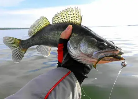 Ловим судака.