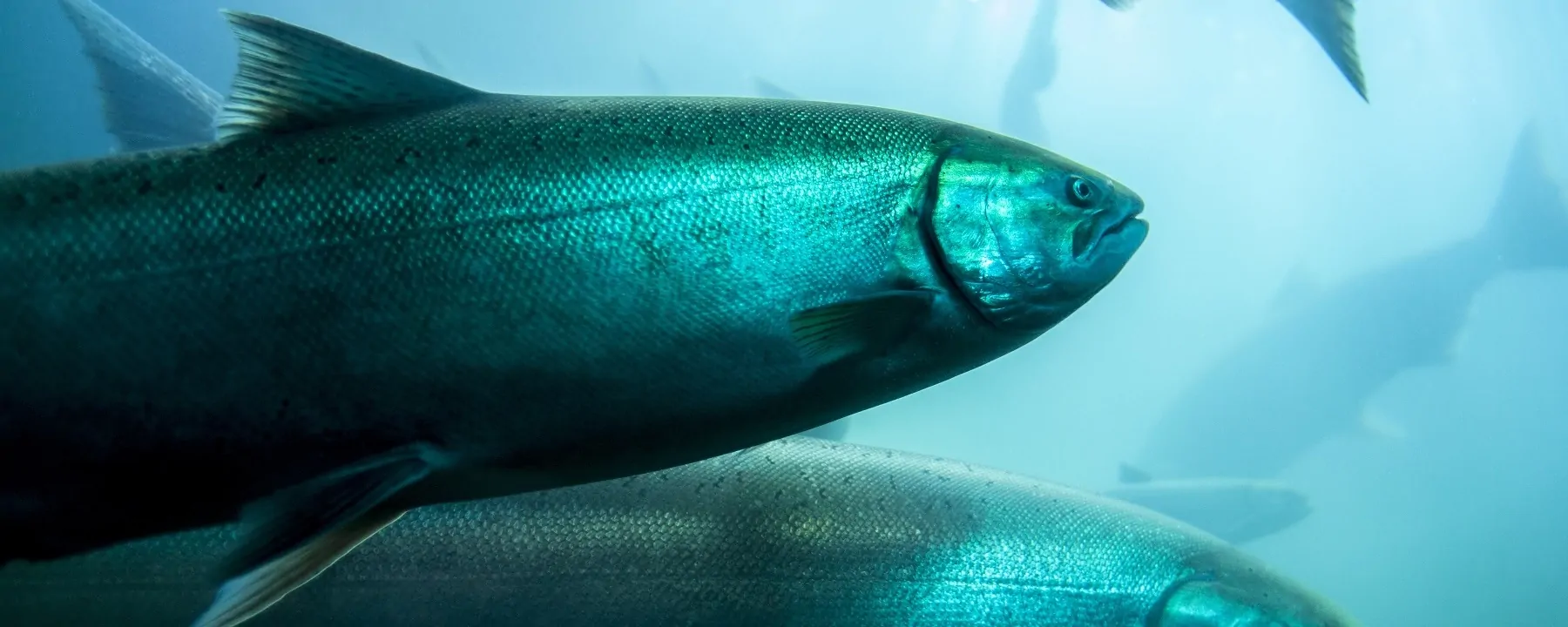 Вероятно, воздействие хлора убивает 21 000 рыб в Калифорнийском университете в Дэвисе