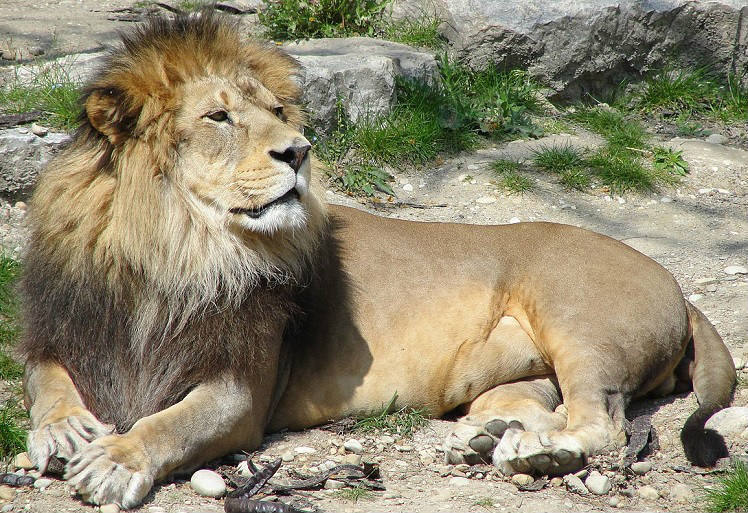 Символизм Льва: Мощь, Духовность и Величие в Еврейской Культуре