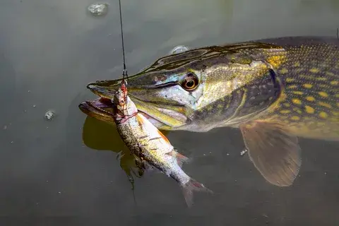 Ловля щуки перед весной.
