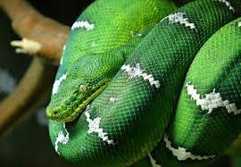 18 экзотических животных, изъятых у трех пассажиров в аэропорту Бангалора